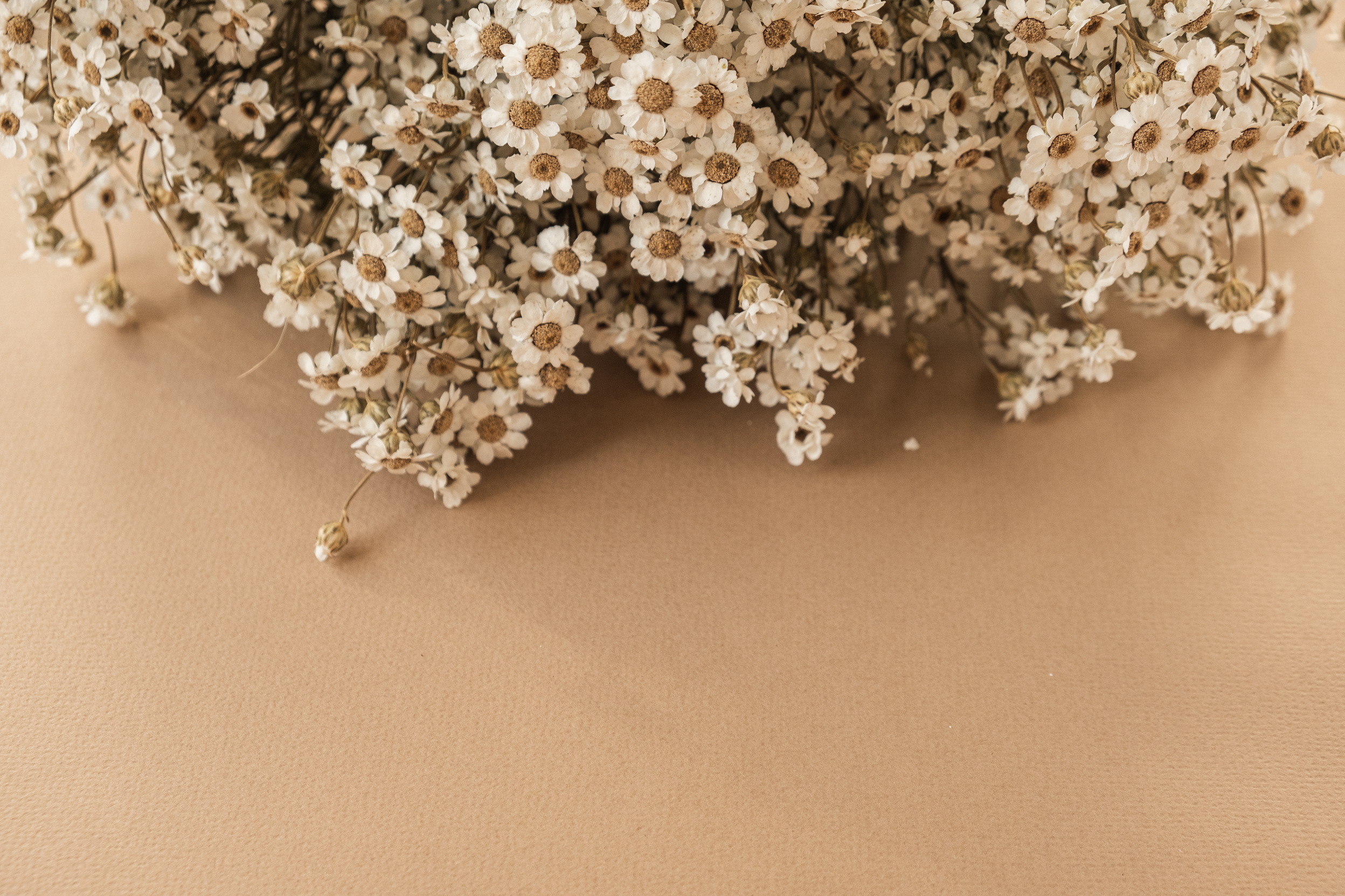 Small Chamomile Daisy Flowers Bouquet on Beige Background