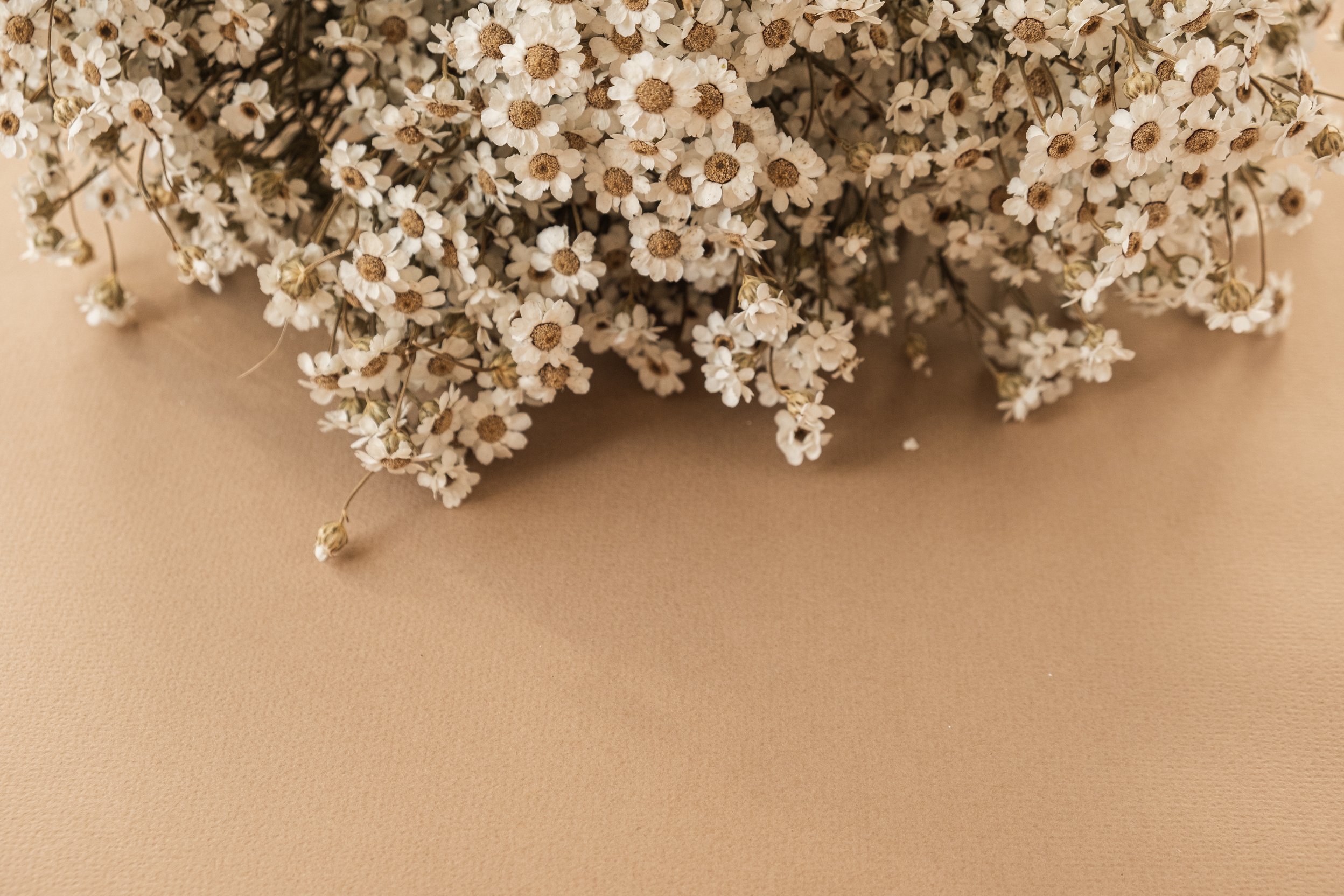 Small Chamomile Daisy Flowers Bouquet on Beige Background