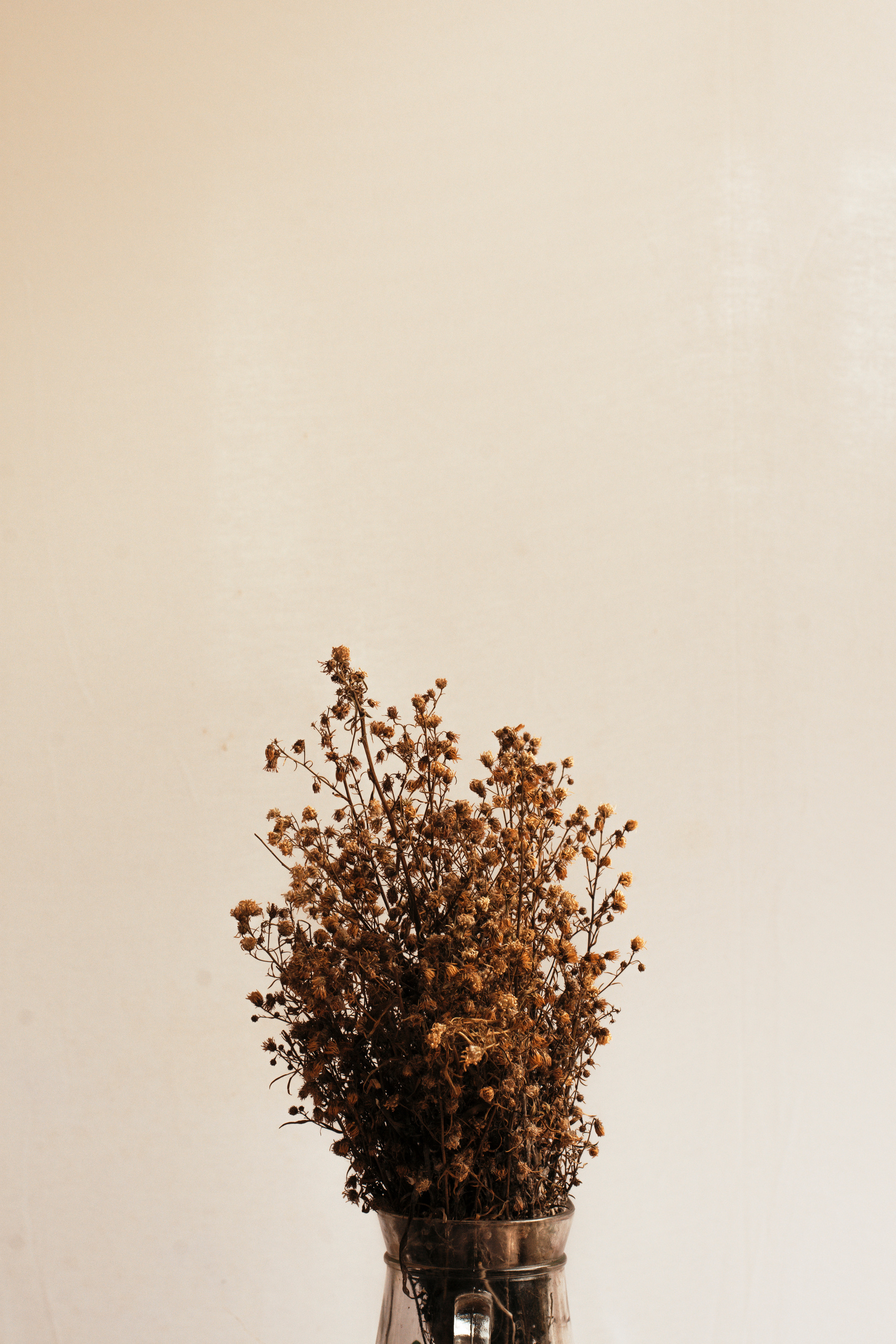 Dried Flowers on Beige Background